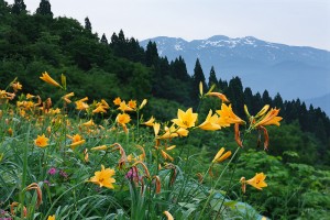 西山高山植物園から白山