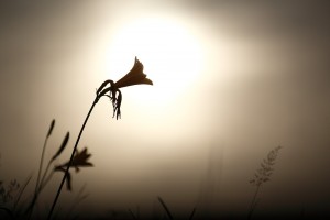 西山高山植物園ニッコウキスゲ