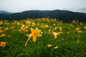 1735_D02_1206230007_西山高山植物園ニッコウキスゲ