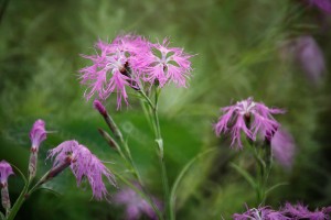 1884_D02_1306230241_西山高山植物園タカネナデシコ