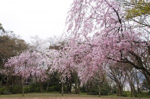 img_sakura2